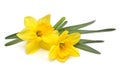 Bouquet of yellow daffodils flowers isolated on white background Royalty Free Stock Photo