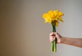 Bouquet of yellow daffodils flowers or narcissus in the female hand on a grey background. Royalty Free Stock Photo
