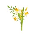 Bouquet of daffodils with green leaves. Beautiful garden flowers. Botanical theme. Flat vector design Royalty Free Stock Photo