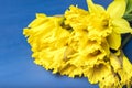 A bouquet of yellow daffodils on a light background. Flowering of flowers. Royalty Free Stock Photo