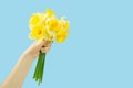 Bouquet of yellow daffodils, narcissus in female hand on blue background Royalty Free Stock Photo