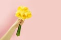 Bouquet of yellow daffodils, narcissus in female hand on pink background Royalty Free Stock Photo