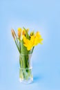 Bouquet of yellow daffodils and tulips on a pastel blue background Royalty Free Stock Photo