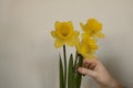 bouquet of yellow daffodils w lush buds. Woman with spring flowers. copy space for text. Royalty Free Stock Photo