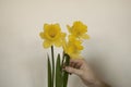 bouquet of yellow daffodils w lush buds. Woman with spring flowers. copy space for text. Royalty Free Stock Photo