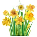 Bouquet of yellow daffodils on