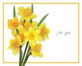 Bouquet of yellow daffodils on a white background. Royalty Free Stock Photo