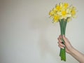 A bouquet of daffodils in woman`s hand