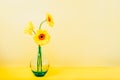 Bouquet of yellow daisy-gerbera flowers in a stylish glass vase on bright yellow background. Monochrome. Floral Royalty Free Stock Photo