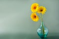 Bouquet of yellow daisy-gerbera flowers in a stylish glass vase on muted green background. Floral background with copy Royalty Free Stock Photo