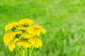 Bouquet of yellow dandelion flowers on blurred green background. Spring summer greeting card Royalty Free Stock Photo