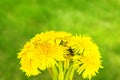 Bouquet of yellow dandelion flowers on blurred green background. Spring summer greeting card Royalty Free Stock Photo