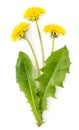 Bouquet of yellow dandelion flowers and green leaves on a white background. Isolated Royalty Free Stock Photo