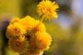 Bouquet of yellow dandelions. Field flowers. Spring, summer, flowering. Bee, sun