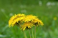 Spring Serenity: Bouquet of Yellow Dandelion Flowers in Nature Royalty Free Stock Photo