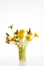 Bouquet of yellow dandelions in glass vase Royalty Free Stock Photo