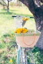 Summer leisure: a bouquet of yellow dandelions in an old wicker basket on a retro bike near the trunk of an old apple tree on a