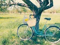 Summer leisure: a bouquet of yellow dandelions in an old wicker basket on a retro bike near the trunk of an old apple tree on a