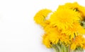 Bouquet of yellow dandelions on a white background. Yellow summer flowers Royalty Free Stock Photo