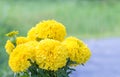 Bouquet of yellow flowers, American marigold.