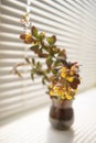 Bouquet of yellow flowers barberry on the windowsill