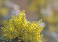 Bouquet of yellow flowers on a blurred background. Holly plant blossoming in yellow in spring. An ornamental plant used to