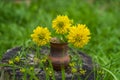 Bouquet of yellow flowers close up in ceramic vase, green grass, old tree stump, rustic still life, countryside concept