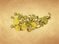 Bouquet of yellow flowers of curlycup gumweed on old paper background Royalty Free Stock Photo