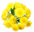 Bouquet of yellow flowers of dandelion