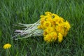 Bouquet of yellow flowers dandelions in the field on the grass Royalty Free Stock Photo