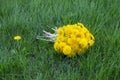 Bouquet of yellow flowers dandelions in the field on the grass Royalty Free Stock Photo