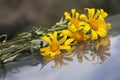 Bouquet of yellow flowers. Sunflower with its reflection on the glass surface. Spring flower arrangement decoration backgrounds. Royalty Free Stock Photo