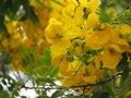 Bouquet Of Yellow Flowers In A Tree