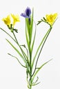 Bouquet of yellow freesia and blue iris flowers isolated on white background Royalty Free Stock Photo