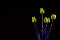 Bouquet of yellow green tulips on black background with copy space Royalty Free Stock Photo