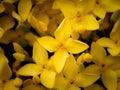 Bouquet of Yellow Ixora Flowers Blooming