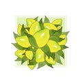 Bouquet of yellow lemon fruits with green leaves isolated on white background in beautiful style.Watercolor drawing citrus fruit Royalty Free Stock Photo