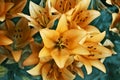 Bouquet of yellow lilies, garden flowers during the flowering period. Close-up, petals and seeds of lilies Royalty Free Stock Photo