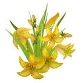 Bouquet of yellow lilies painted in watercolor and isolated on a white background. Royalty Free Stock Photo