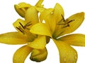 Bouquet of yellow lilies on a white background Royalty Free Stock Photo