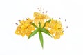 Bouquet of yellow lily on white background.