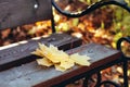 Bouquet of yellow maple leaves on city park bench. Selective focus, autumn mood background Royalty Free Stock Photo