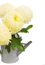Bouquet of yellow mums in watering can Royalty Free Stock Photo