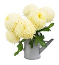 Bouquet of yellow mums Royalty Free Stock Photo