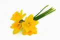 Bouquet of yellow narcissus