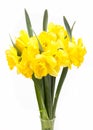 Bouquet of yellow Narcissus