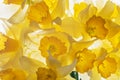 Bouquet of yellow narcissus or daffodil Greeting Card for Mothers Day, Birthday, March 8.