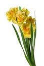 Bouquet yellow narcissus delnashaugh with petals on white background. Full depth of field Royalty Free Stock Photo