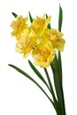 Bouquet yellow narcissus delnashaugh with petals on white background. Full depth of field Royalty Free Stock Photo