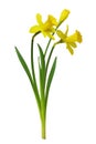 Bouquet of yellow narcissus flowers isolated on white Royalty Free Stock Photo